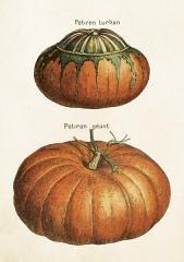 Karnet ST515 B6 + koperta Dynie