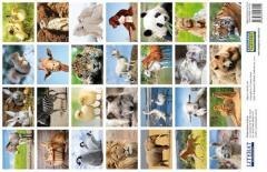 Naklejki Urocze zwierzęta 28szt