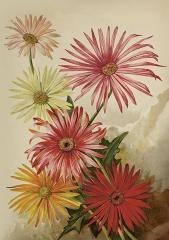 Karnet ST515 B6 + koperta Gerbery