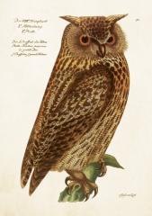 Karnet ST515 B6 + koperta Sowa