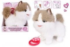 Kot chodzący na smyczy biało rudy