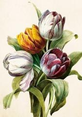 Karnet ST541 B6 + koperta Tulipany