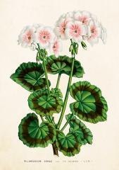 Karnet ST530 B6 + koperta Biała pelargonia