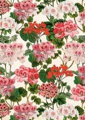 Karnet ST531 B6 + koperta Pelargonia