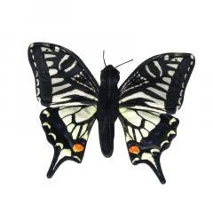 Motyl paź królowej