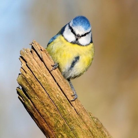 Karnet kwadrat z kopertą Blue Tit